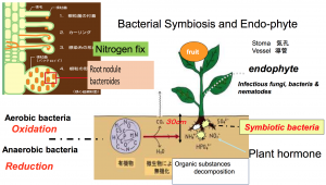 BacterialCultivationLBF