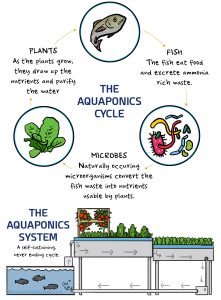 aquaponic cycle and system
